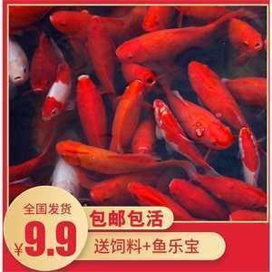 良贾深藏成语接龙游戏