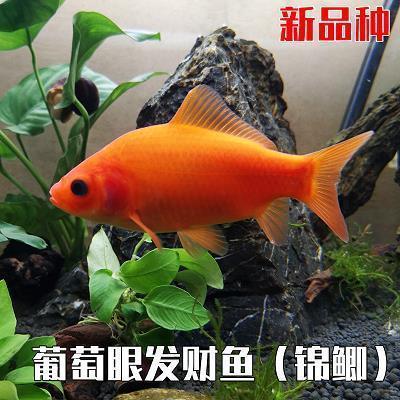彰善瘅恶成语接龙游戏