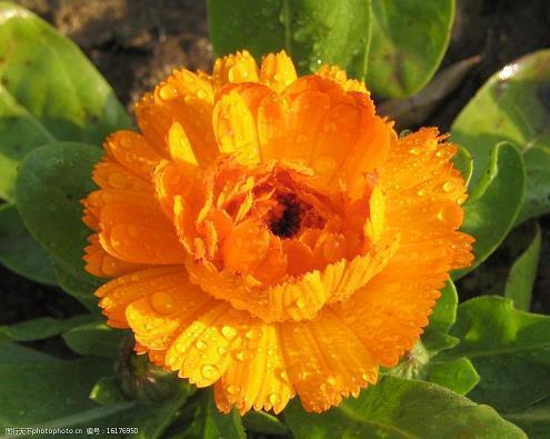 天灰·落叶季节