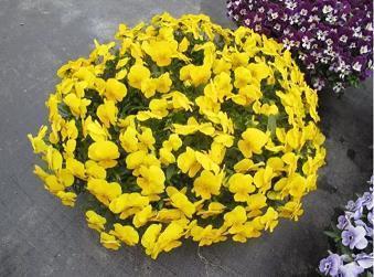 中秋节