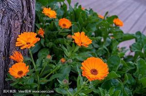 脱胎换骨造句-用脱胎换骨怎么造句
