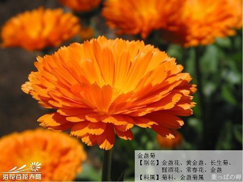 当世无双成语接龙游戏