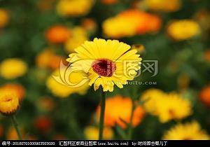 离奇古怪成语接龙游戏