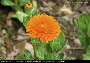 刀俎馀生成语接龙游戏
