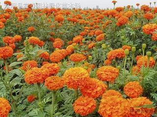 乘轻驱肥成语接龙游戏