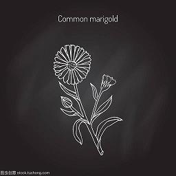 聪明才智造句-用聪明才智怎么造句