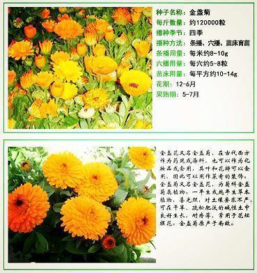 山公倒载成语接龙游戏