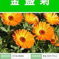 [散文阅读]种瓜小唱