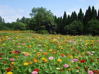 芒鞋竹杖成语接龙游戏