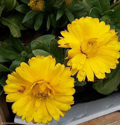 又是一年槐花香