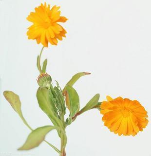 上学带泡泡糖