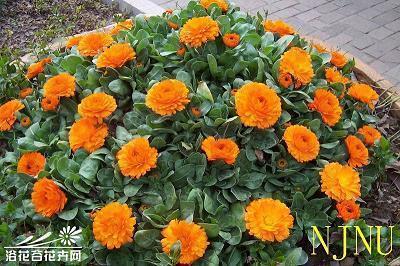 光豆捡钱