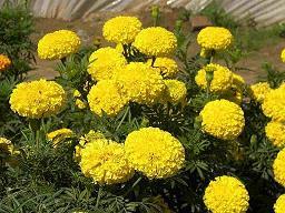 百花盛开造句-用百花盛开怎么造句