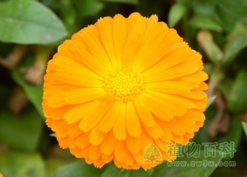 枕戈披甲成语接龙游戏