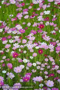 《小松鼠找花生》续编