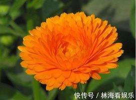 纯正无邪成语接龙游戏