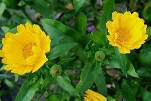 腾焰飞芒成语接龙游戏