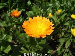 大陈岛