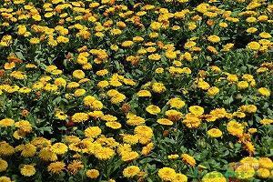 为丁香花季节而抒