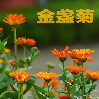 军训总结