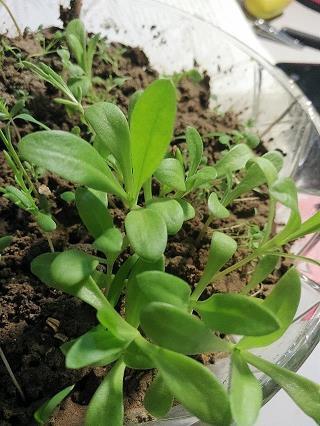 隐约其词成语接龙游戏