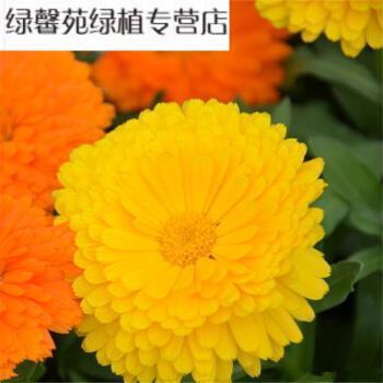 风雨不改成语接龙游戏
