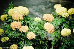 百花齐放造句-用百花齐放怎么造句