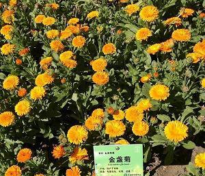 帮妈妈炒菜