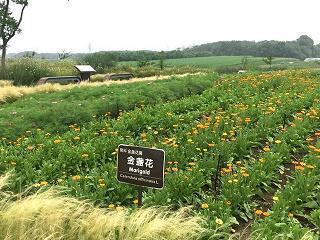 青鸟使者成语接龙游戏