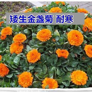 做神做鬼成语接龙游戏