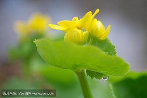 一成不易成语接龙游戏