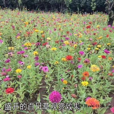 乐不思蜀成语接龙游戏