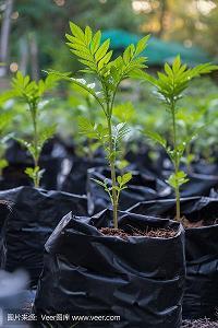 情面难却成语接龙游戏