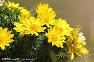 闷嘴葫芦成语接龙游戏
