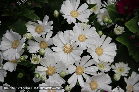 芒芒苦海成语接龙游戏
