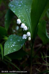 采兰赠芍成语接龙游戏