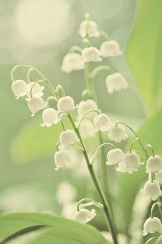 小白鸽