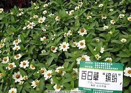中国的中秋节