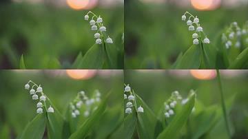兔头麞脑成语接龙游戏