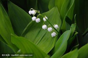发愤自雄成语接龙游戏
