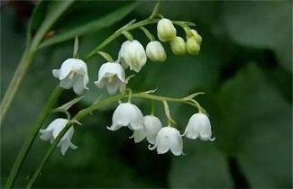 夏天里有什么_小学生作文,二年级作文,二年级写景作文_高东发完美作文