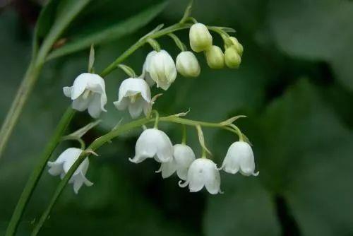 元宵节观灯