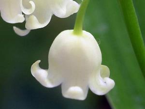 三八节