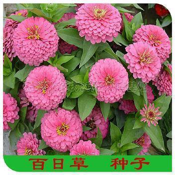 蜻蜓点水成语接龙游戏
