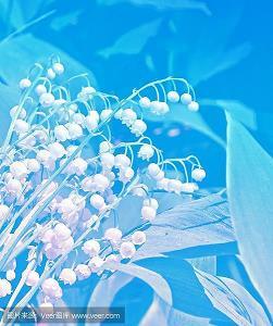 写景的作文