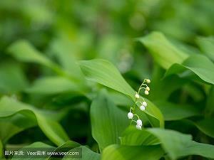 小熊会学习了