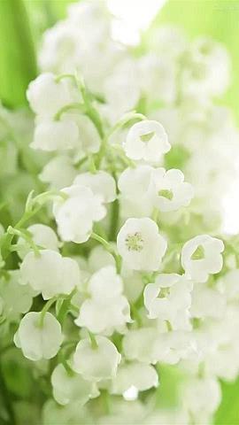 为严冬添上一朵鲜花