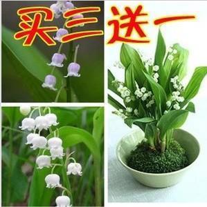 雏雁从不离雁群打一成语