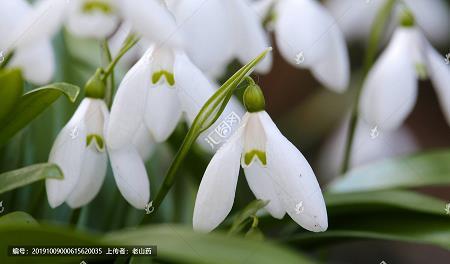 小鸡避雨