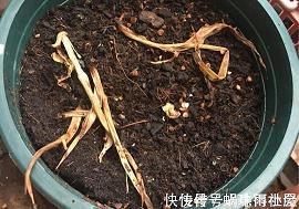 原来我也很傻